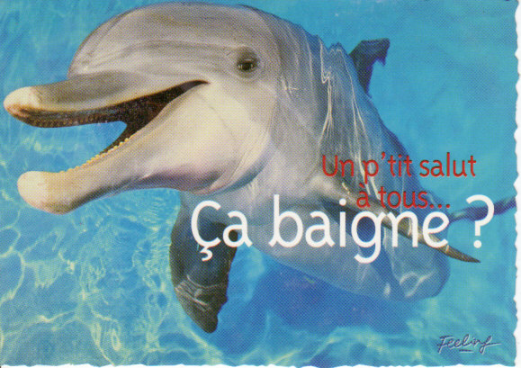 CM Humoristique De Plage . Souvenir De Vacances Au Soleil. Dauphins. - Dolphins