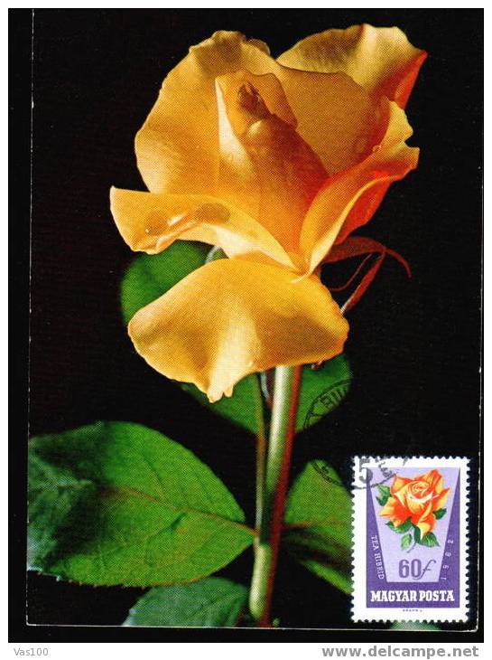 Hungary,CM,MAXICARD, Maximum Card With Roses 1977. - Rosen