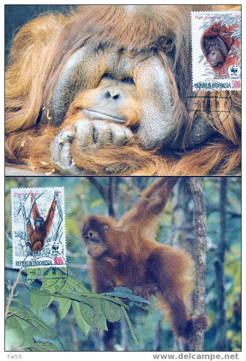 WWF SINGES ORANG OUTAN  4 CARTES MAXIMUMS DIFFERENTES  D INDONESIE 1989 - Monkeys