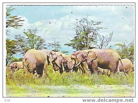 ELEPHANTS  ;TB - Elephants