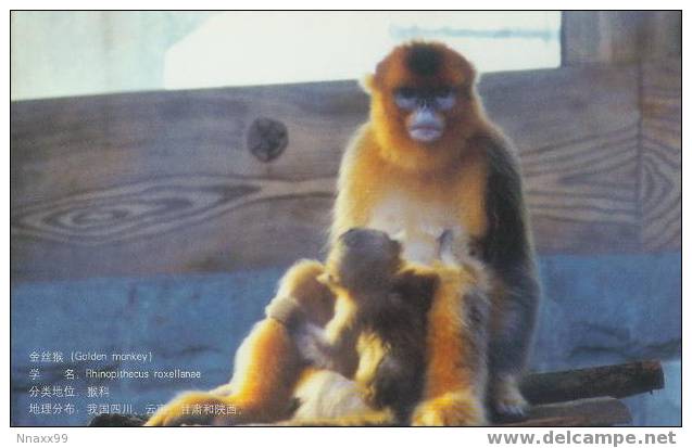 Monkey - Singe - Golden Monkey (Rhinopithecus Roxellanae) - G - Singes