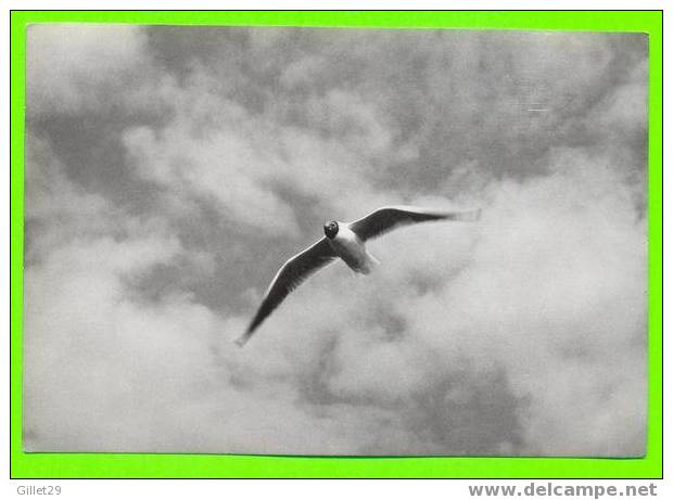 POLOGNE - MEWA - SEAGULL - FOT.J. KORPAL - - Pologne