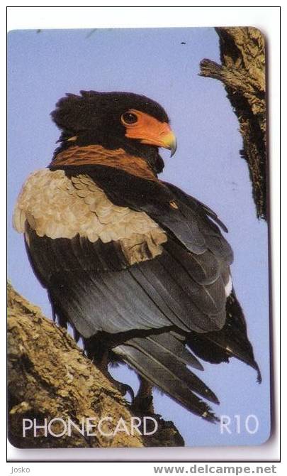 Fauna - Faune - Birds - Oiseaux - Bird - Oiseau - Eagle – Adler – Aigle - Eagles - Aigles - Falcon - BATELEUR S. Africa - Südafrika