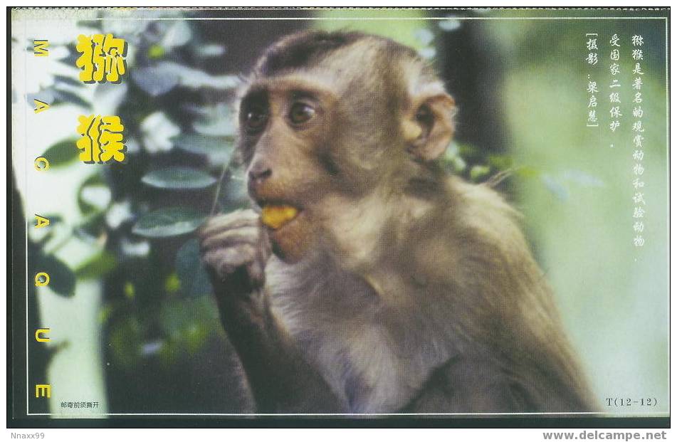 Monkey - Singe - Rhesus Macaque (Macaca Mulatta) - C - Apen
