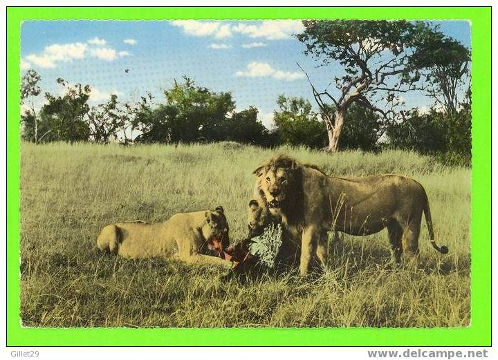 ANIMAUX - LION & LIONNES ENTRAIN DE MANGER - ÉDIT, EAST AFRICA - CARTE À VOYAGÉE EN 1964 - - Leeuwen