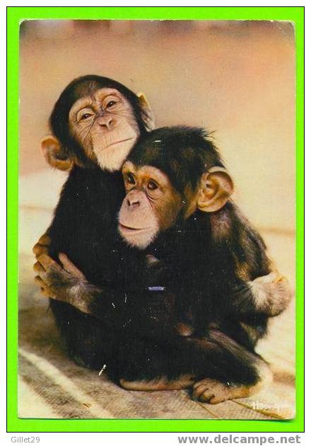 ANAIMAUX - MAMAN & BÉBÉ SINGE - ÉDITION HOA-QUI - - Monkeys