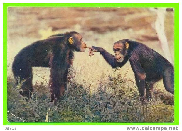 ANIMAUX - CHIMPANZÉS QUI DISCUTE !!! - ÉDITION HOA-QUI - - Singes