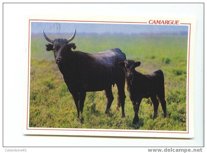 Cpm Taureaux Bull Camargue - Stieren