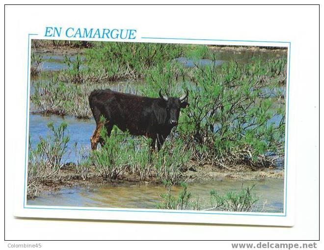 Cpm Taureaux Bull Camargue - Stiere
