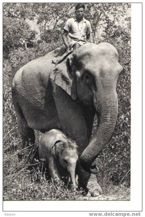 CPA - ELEPHANTE ET SON PETIT - INDE - Elefanti
