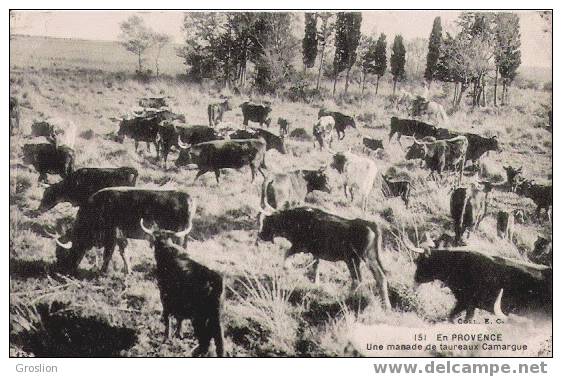 EN PROVENCE 151 UNE MANADE DE TAUREAUX CAMARGUE - Toros