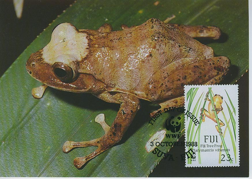 WM0176 Grenouille Platymantis Viviensis Fidji 1988 FDC Premier Jour Carte Maximum - Frösche
