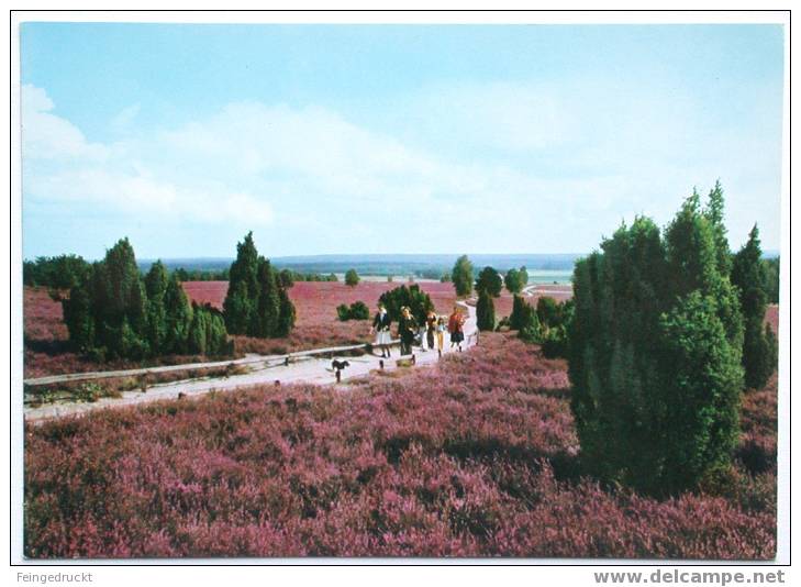 Lüneburger Heide - CAk Um 1979 - (d 880) - Lüneburger Heide