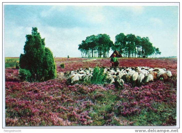 Lüneburger Heide. Schäfer Mit Herde - CAk Um 1975 - (d 882) - Lüneburger Heide