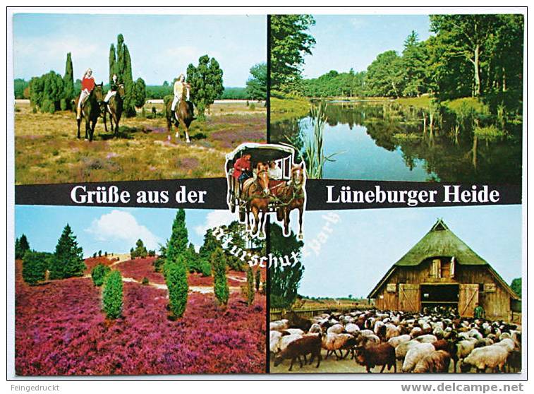 Grüße Aus Der Lüneburger Heide. Naturschutzpark - Color MBk - (d 883) - Lüneburger Heide