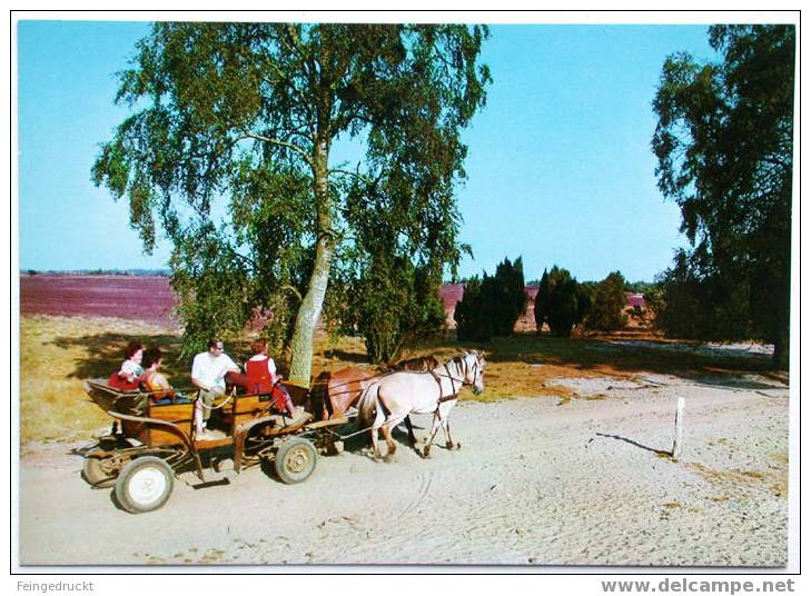 Lüneburger Heide. Kutschfahrt - CAk Von 1978 - (d 884) - Lüneburger Heide