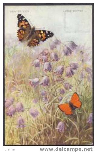 Painted Lady And Large Copper Butterflies - Mariposas