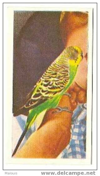 National_pets_01. Budgerigar, Parakeet,parkiet, Perruche. - Andere & Zonder Classificatie