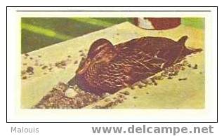 National_pets_07 Wild Duck, Eend, Cancard, Ente. - Andere & Zonder Classificatie