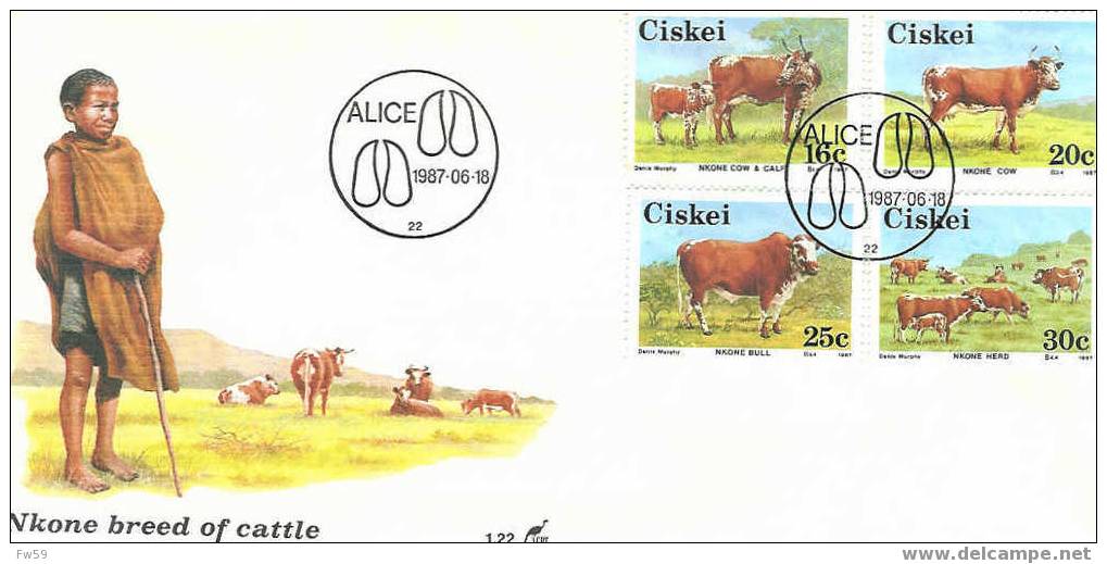 VACHES D AILLEURS PREMIER JOUR CISKEI 2006 - Cows