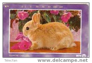 JAPON  BEBE LAPIN RABBIT BABY ROUX SUPERBE - Rabbits