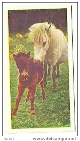 National_pets_09_Pony And Foal. Pony,paard, Horse, Cheval, Pferd. - Andere & Zonder Classificatie