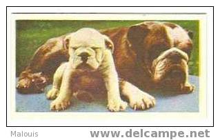 National_pets_11_Bulldog. Hond, Dog, Chien, Hund. - Andere & Zonder Classificatie