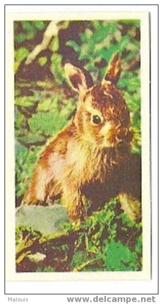 National_pets_12_Leveret. Haas, Hare, Lièvre, Hase. Konijn, Rabbit, Lapin, Kaninchen. - Andere & Zonder Classificatie