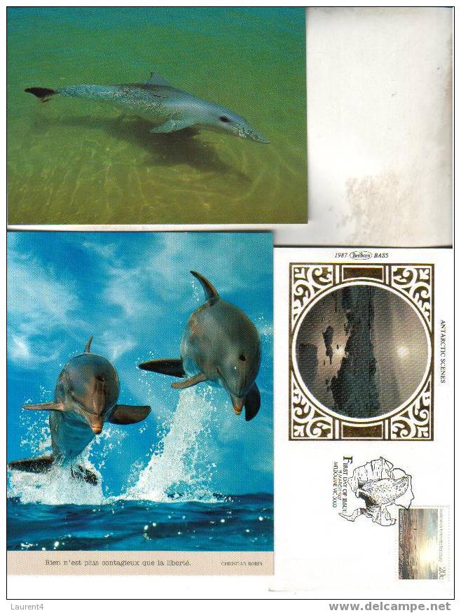 3 X Carte Et Enveloppe De Dauphin - 3 Dolphin Card And Covers + Sea Lion - Delfines