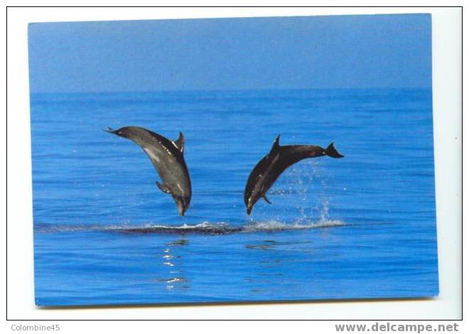 Cpm Dauphin  Bottlenose Dolphin - Delphine