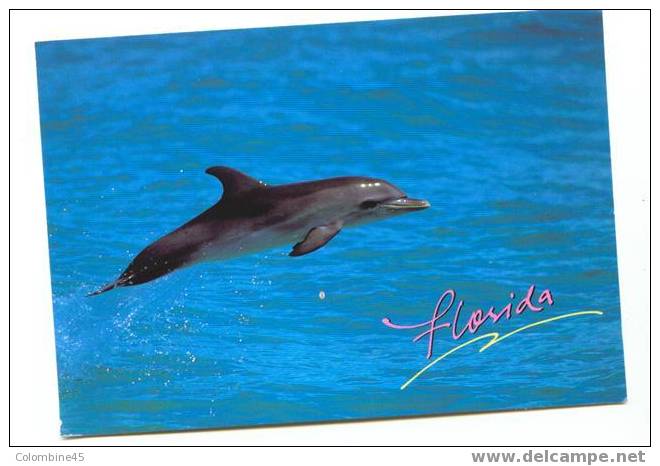 Cpm Dauphin Spotted  Dolphin  Floride - Dauphins