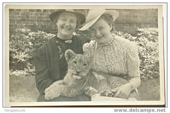 D 1375 - "Erinnerung An Den Leipziger Zoo" - Foto Ak Um 1935 - Leones