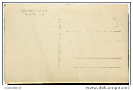 D 1375 - "Erinnerung An Den Leipziger Zoo" - Foto Ak Um 1935 - Leones