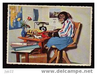 Jolie CP Humour Animaux - Singe Au Bureau Sécrétaire Téléphone - A Circulée CAD 19-09-1960 - Monkeys