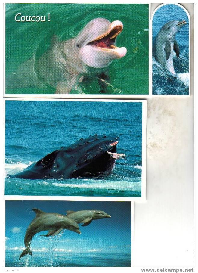 3 Carte Sur Les Dauphin - Balaine / 3 Card With Dolphin - Whale / BARGAIN PRICE - Delphine