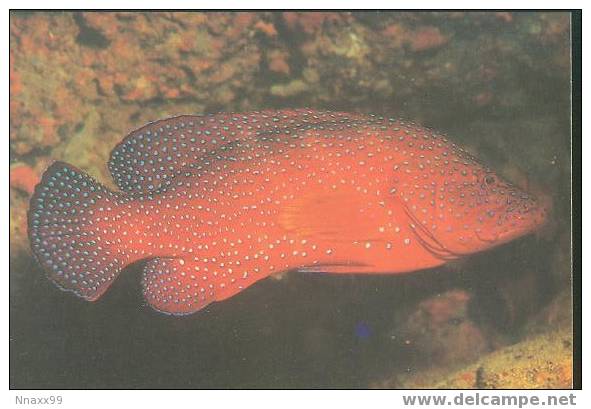 Fish - Poissons - Marine Fish - Coral Hind Grouper (Cephalopholis Miniata) - Fish & Shellfish