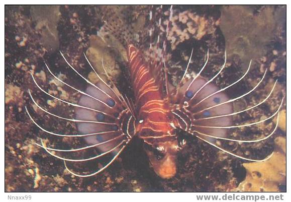 Fish - Poissons - Marine Fish - Spotfin Lionfish (Pterois Antennata) - Pesci E Crostacei