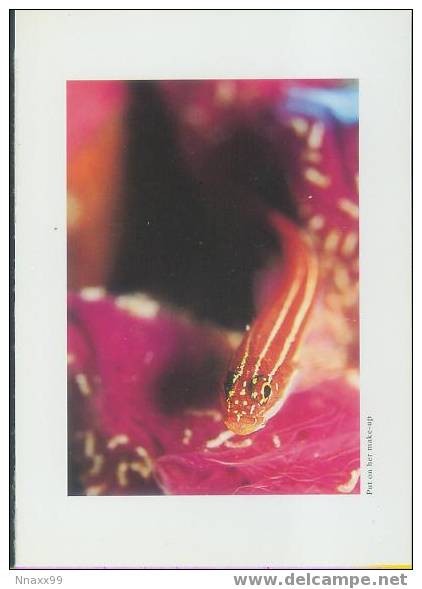 Fish - Poissons - Marine Fish - Striped Triplefins (Helcogramma Striatum) - Poissons Et Crustacés