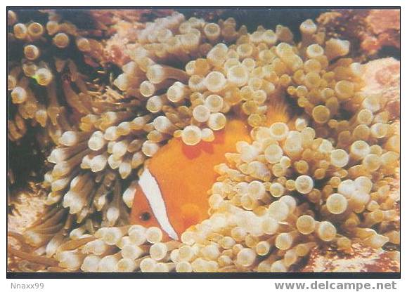 Fish - Poissons - Marine Fish - Tomato Anemonefish (Amphiprion Frenatus) - Fish & Shellfish