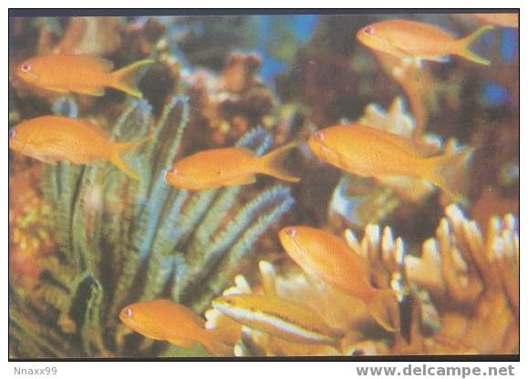 Fish - Poissons - Marine Fish - White-tipped Soldierfish (Myripristis Vittata) - Fische Und Schaltiere
