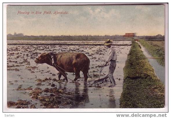 HAWAII , Plowing In Rice Field , Honolulu - Big Island Of Hawaii