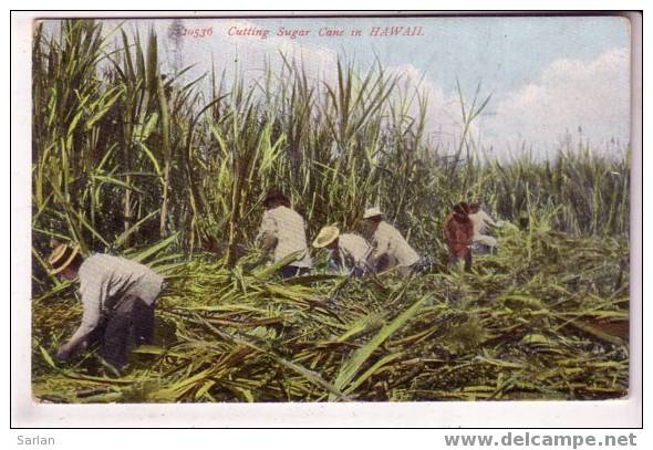 HAWAII , Cutting Sugar Cane In Hawaii , Coupe Des Canes à Sucre - Big Island Of Hawaii