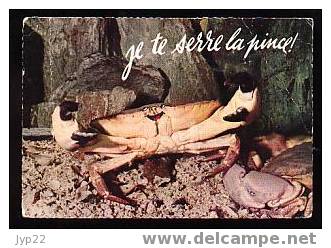 CP Humour - Crabe Dormeur Crustacé - Je Te Serre La Pince - A Circulée - Fische Und Schaltiere