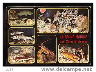 Jolie CP Bretagne Faune Marine Des Côtes Bretonnes - Poissons Et Crustacés Homard Langouste Poisson - Poissons Et Crustacés