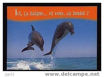 Jolie CP Humour Fantaisie Dauphins Ici,ça Baigne ... Et Vous, Au Boulot ? - Neuve - Dolfijnen