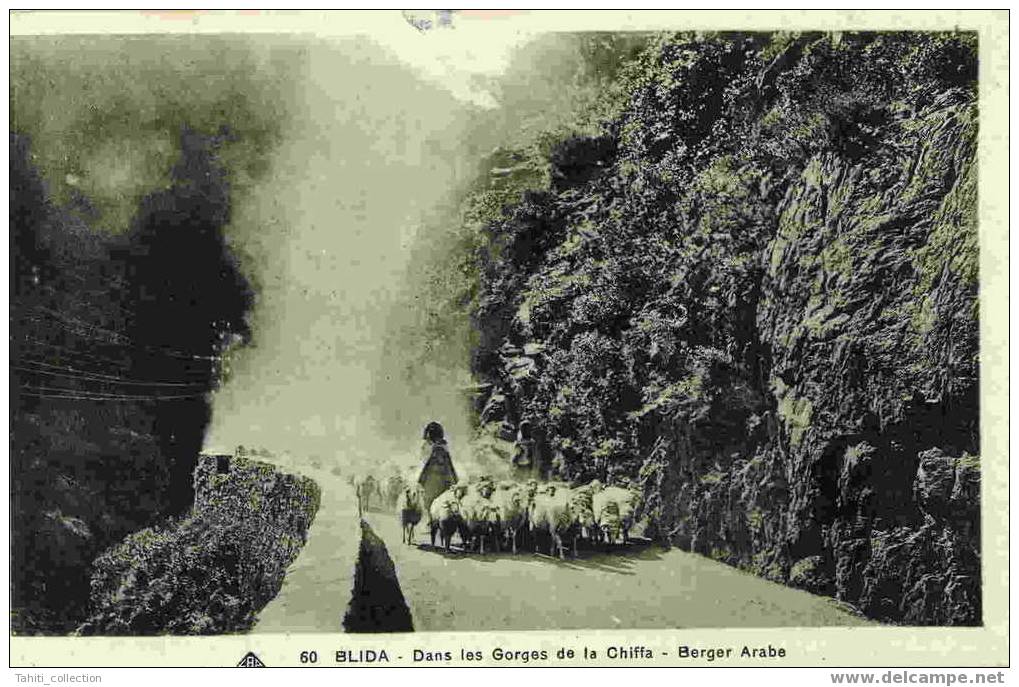 BLIDA - Dans Les Gorges De La Chiffa - Berger Arabe - Blida