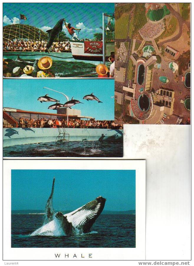 3 Carte De Dauhpin+ 1 De Balaine - Dolphin & Whale Postcard - Dolfijnen