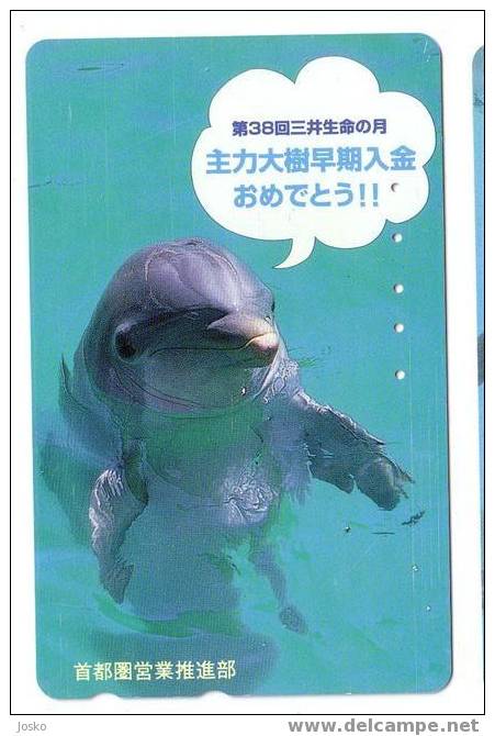 Japone Undersea - Dolphin - Delphin - Delfin - Dauphin - Delfino - Dauphine - Dauphins - Dolphins - Japan - Poissons