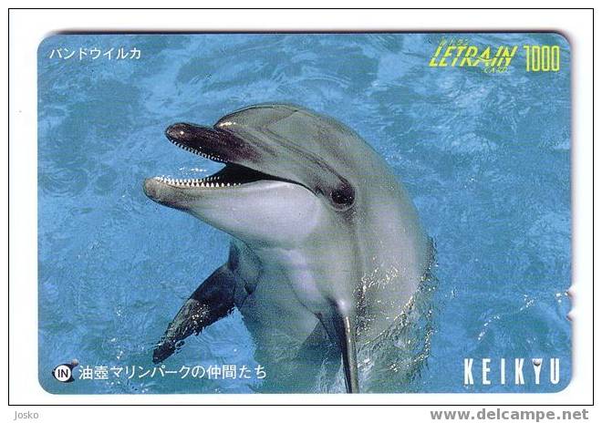 Japone Undersea - Dolphin - Delphin - Delfin - Dauphin - Delfino - Dauphine - Dauphins - Dolphins - Japan - Peces