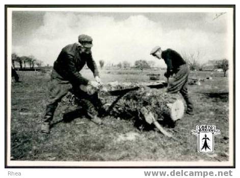 22 Plénée-Jugon - Coupe D´un Tronc Par Les Frères Corbel, Plénée-Jugon (Côtes-du-Nord) Avril 1986 - Cpm - Plénée-Jugon